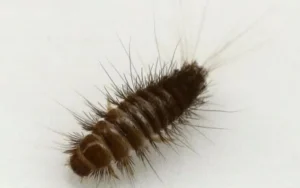 سوسک فرش