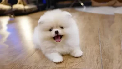 شستشو ادرار سگ از روی فرش